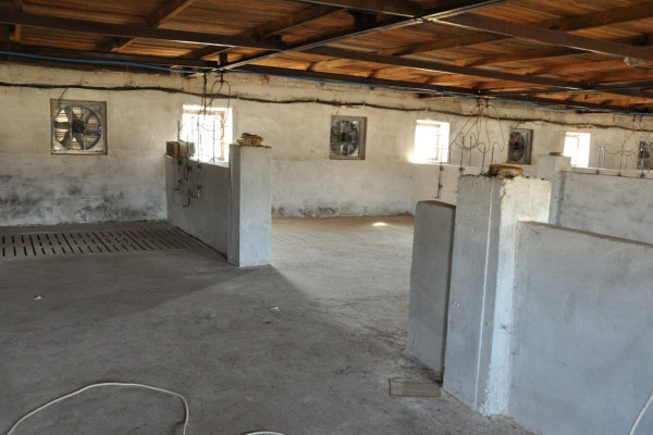 Действующая свиноферма в Черниговской области