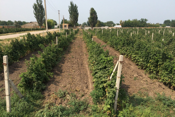 Агрокомпания по выращиванию винограда, клубники и малины