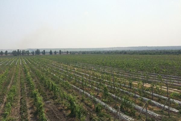 Агрокомпания по выращиванию винограда, клубники и малины