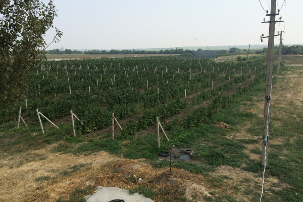 Агрокомпания по выращиванию винограда, клубники и малины