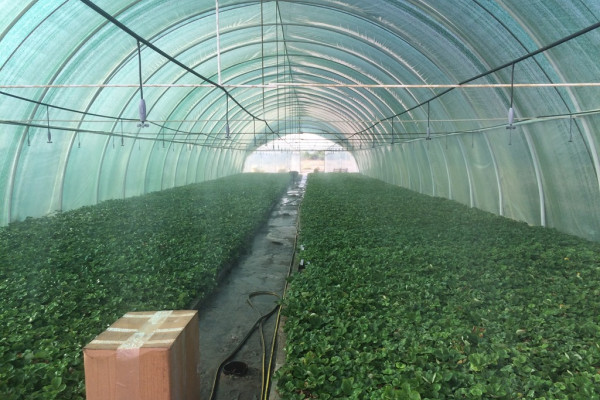 Агрокомпания по выращиванию винограда, клубники и малины