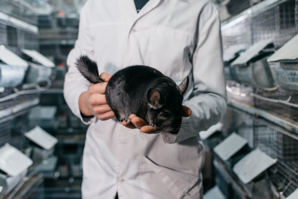 Выращивание шиншил и производство шиншиллового меха