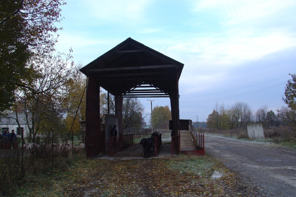 Продажа действующего свинокомплекса на 5500 свиней в Винницкой области