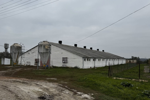 Продажа действующего свинокомплекса на 5500 свиней в Винницкой области