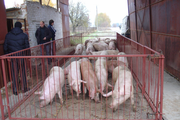 Продажа действующего свинокомплекса на 5500 свиней в Винницкой области