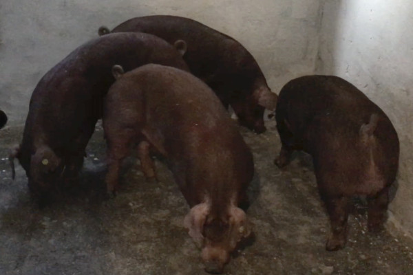 Продажа действующего свинокомплекса на 5500 свиней в Винницкой области