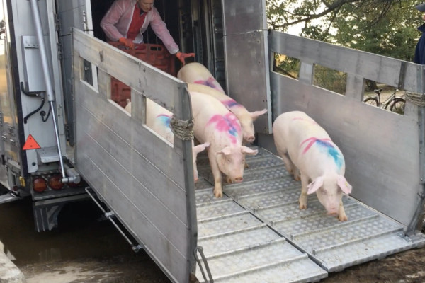 Продажа действующего свинокомплекса на 5500 свиней в Винницкой области