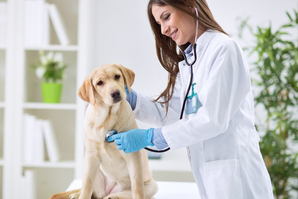 Продаж ветеринарної клініки в Одесі