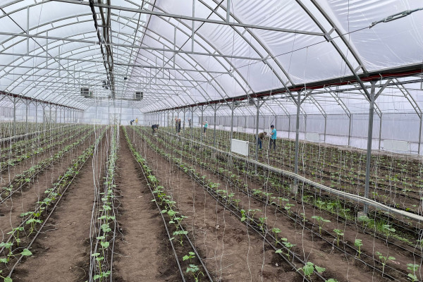 Greenhouse for growing vegetables, flowers and other greenhouse crops in the Cherkasy region for sale
