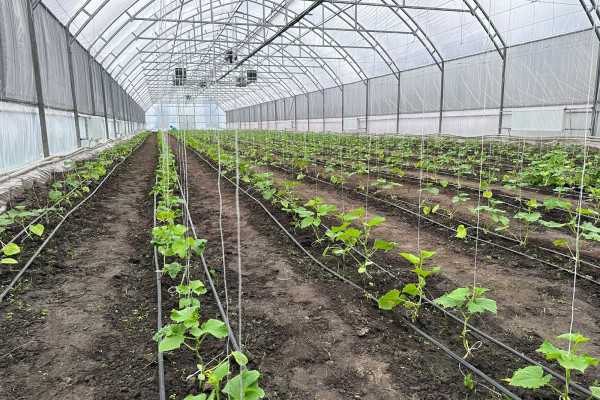 Greenhouse for growing vegetables, flowers and other greenhouse crops in the Cherkasy region for sale