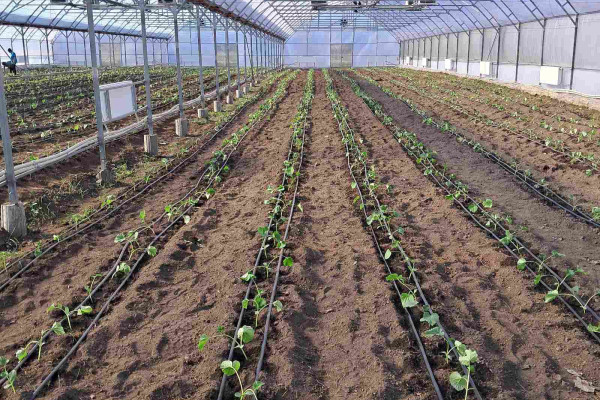 Greenhouse for growing vegetables, flowers and other greenhouse crops in the Cherkasy region for sale