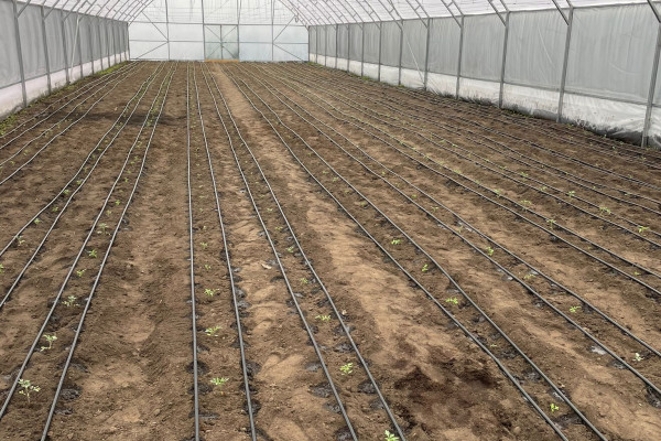 Greenhouse for growing vegetables, flowers and other greenhouse crops in the Cherkasy region for sale
