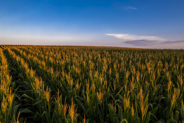 Продажа банка сельскохозяйственной земли 2 800 га во Львовской области