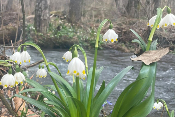 Продаж ділянки 0,9 га під рекреацію поблизу Ужгорода