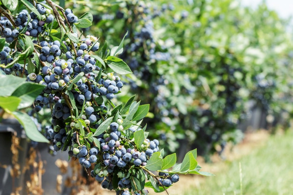 Продаж ягідного бізнесу в сфері вирощування лохини та полуниці у Київській області