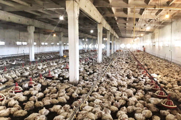 Продаж діючого птахокомплексу у Черкаській області
