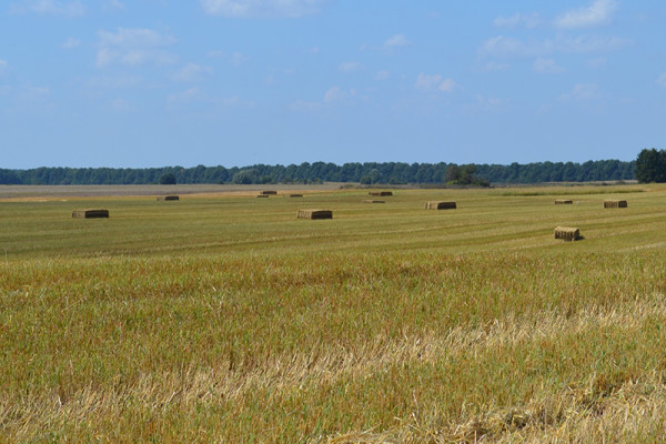 Продаж виробництва паливних і кормових пелет 55 000 тонн на рік у Вінницькій області