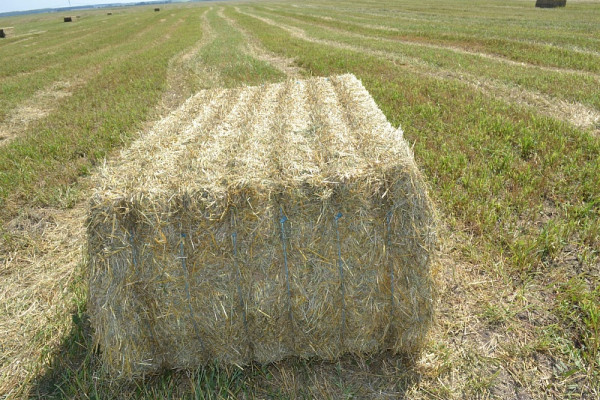 Продаж виробництва паливних і кормових пелет 55 000 тонн на рік у Вінницькій області