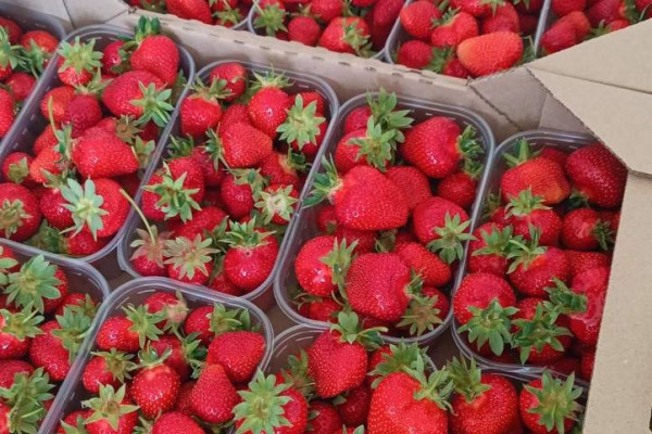 Продажа ягодной фермы 12 га в Киевской области