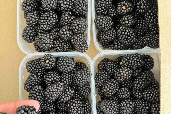 Продажа ягодной фермы 12 га в Киевской области