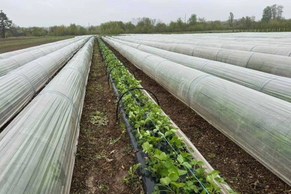 Продажа ягодной фермы 12 га в Киевской области