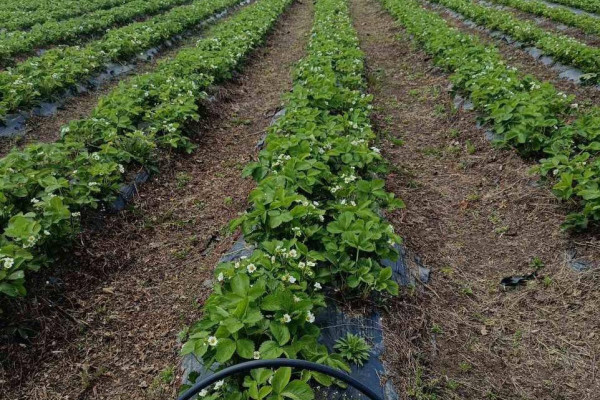 Продажа ягодной фермы 12 га в Киевской области