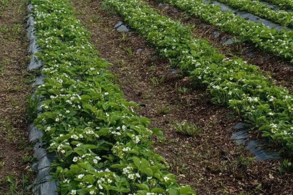 Продажа ягодной фермы 12 га в Киевской области