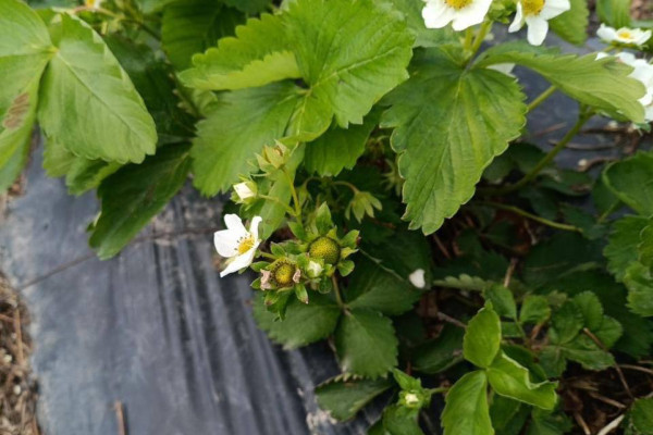 Продажа ягодной фермы 12 га в Киевской области