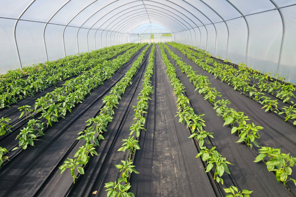 Продажа тепличного комплекса из 32 теплиц (16 000 м²) в Киевской области