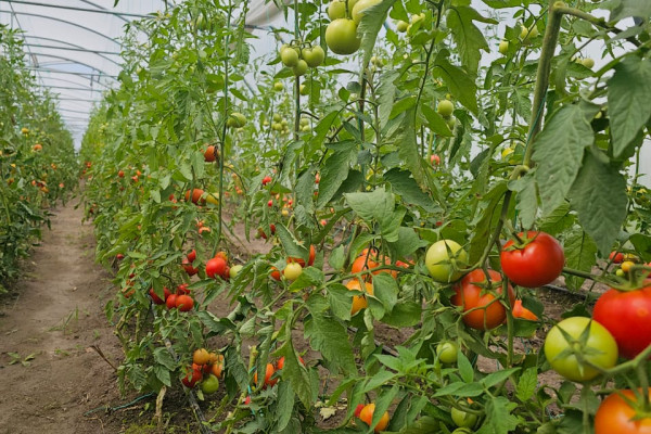 Продажа тепличного комплекса из 32 теплиц (16 000 м²) в Киевской области