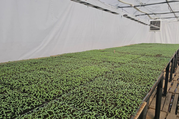 Продажа тепличного комплекса из 32 теплиц (16 000 м²) в Киевской области