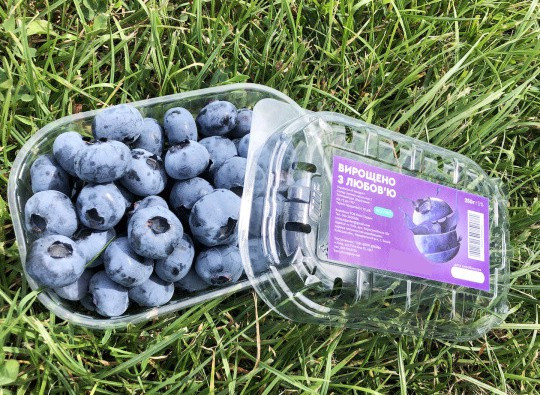 Продажа ягодного бизнеса по выращиванию голубики и клубники в Киевской области