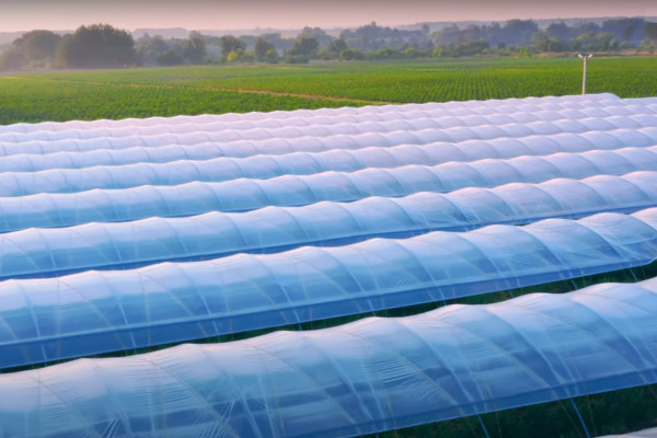 Продажа ягодного бизнеса по выращиванию голубики и клубники в Киевской области