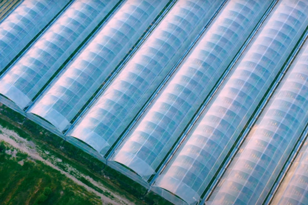 Продажа ягодного бизнеса по выращиванию голубики и клубники в Киевской области