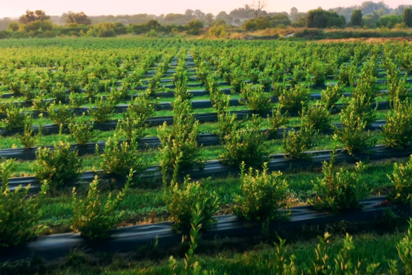 Продажа ягодного бизнеса по выращиванию голубики и клубники в Киевской области