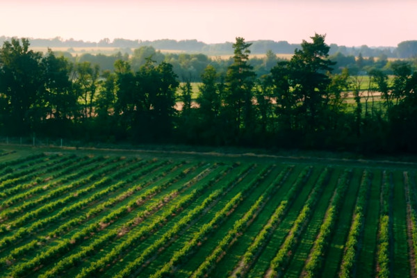 Продажа ягодного бизнеса по выращиванию голубики и клубники в Киевской области