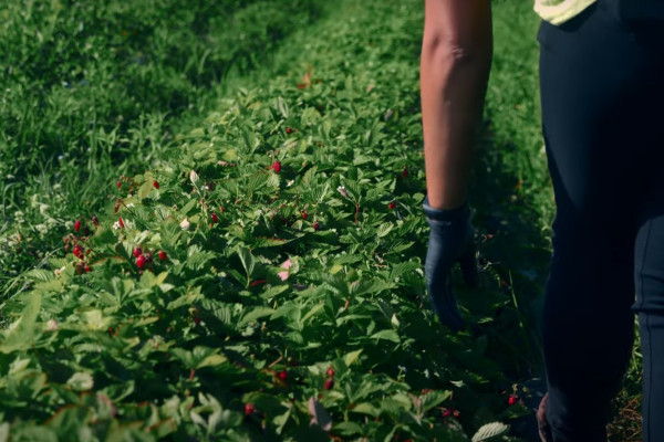 Продажа ягодного бизнеса по выращиванию голубики и клубники в Киевской области