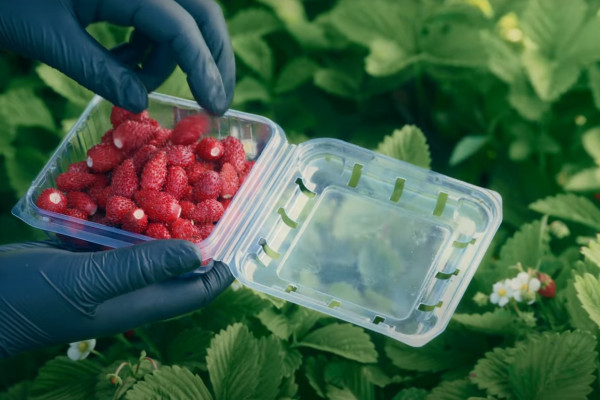 Продажа ягодного бизнеса по выращиванию голубики и клубники в Киевской области