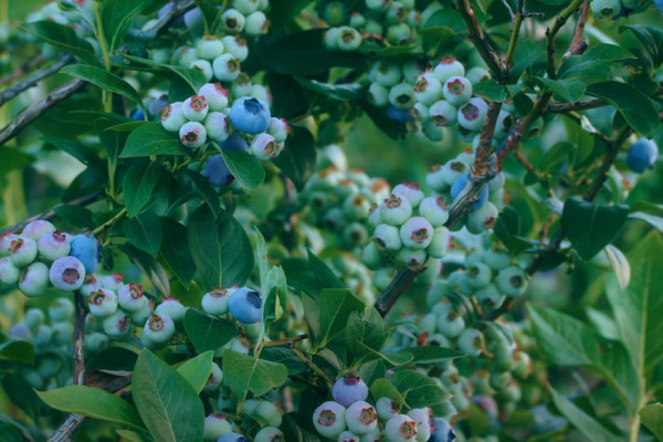 Продажа ягодного бизнеса по выращиванию голубики и клубники в Киевской области