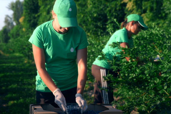 Продажа ягодного бизнеса по выращиванию голубики и клубники в Киевской области