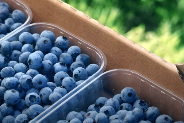 Продажа ягодного бизнеса по выращиванию голубики и клубники в Киевской области