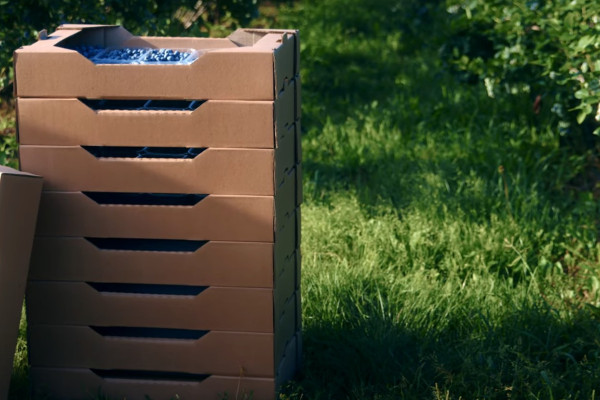 Продажа ягодного бизнеса по выращиванию голубики и клубники в Киевской области