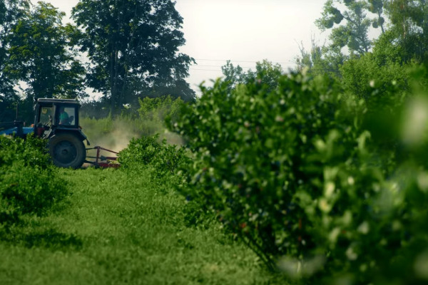 Продажа ягодного бизнеса по выращиванию голубики и клубники в Киевской области