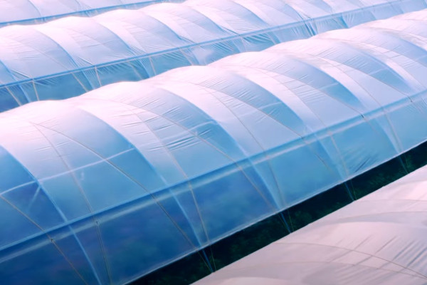 Продажа ягодного бизнеса по выращиванию голубики и клубники в Киевской области