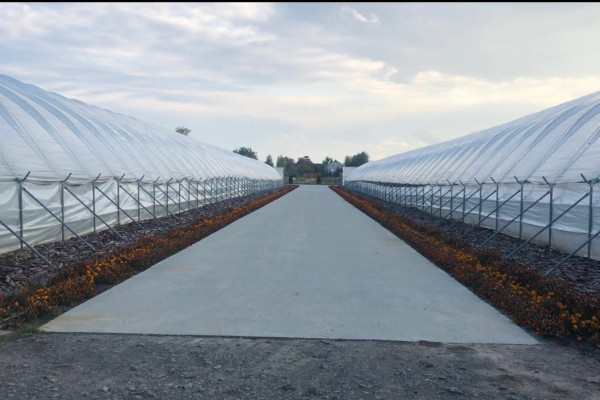 90 ha Strawberry Greenhouse Complex in the Kyiv Region for Sale