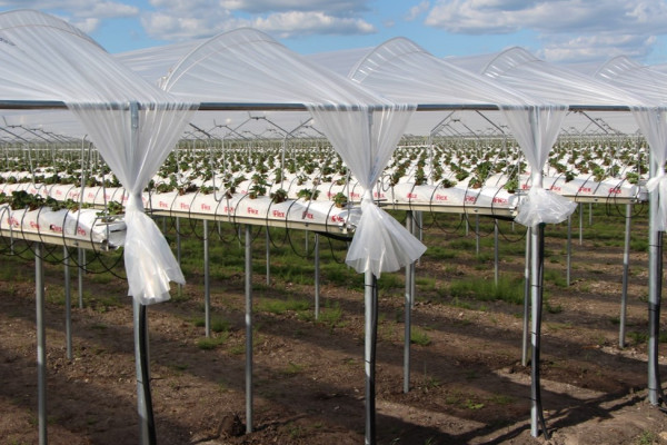 90 ha Strawberry Greenhouse Complex in the Kyiv Region for Sale