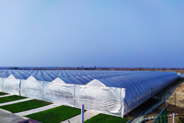 90 ha Strawberry Greenhouse Complex in the Kyiv Region for Sale