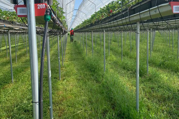 90 ha Strawberry Greenhouse Complex in the Kyiv Region for Sale