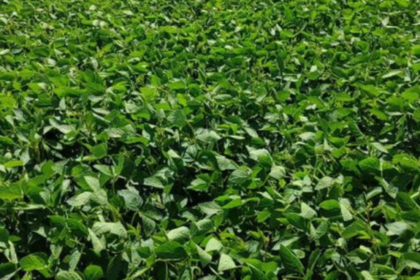 Продаж агрокомпанії 700 га в Житомирській області