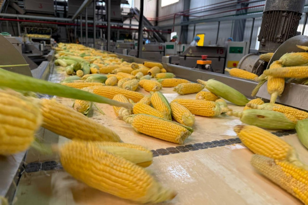 Продаж комплексу із заморозки овочів, фруктів та ягід і холодильником на 5 000 тонн на Черкащині